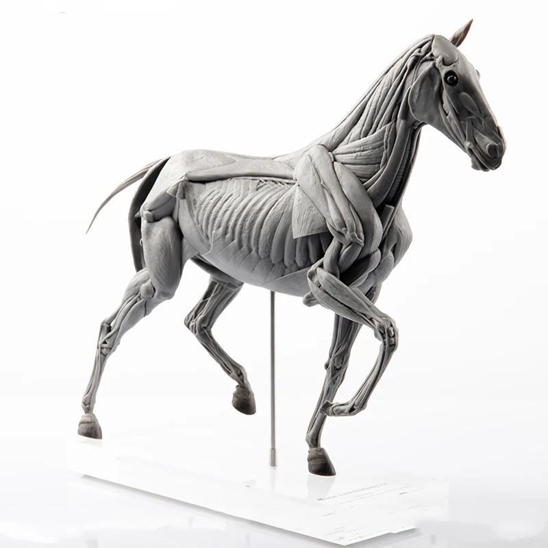 EVOLABORATORY 馬の筋肉解剖模型 シーンアート装 - Resin Art Decoration Items のレビューと価格